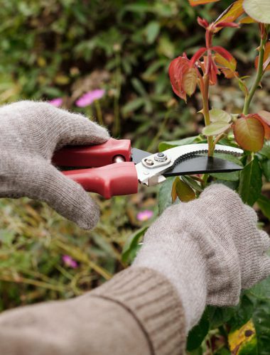 jardinero podando un arbusto haciendo jardinería profesional