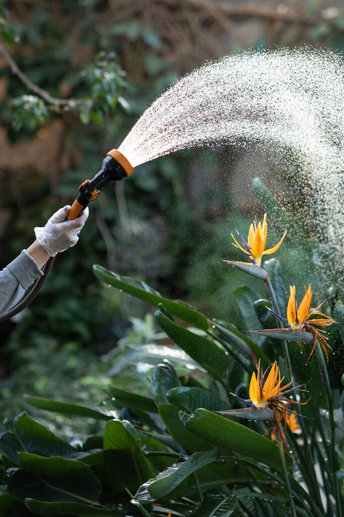 manguera regando un arbusto por servicios de jardinería