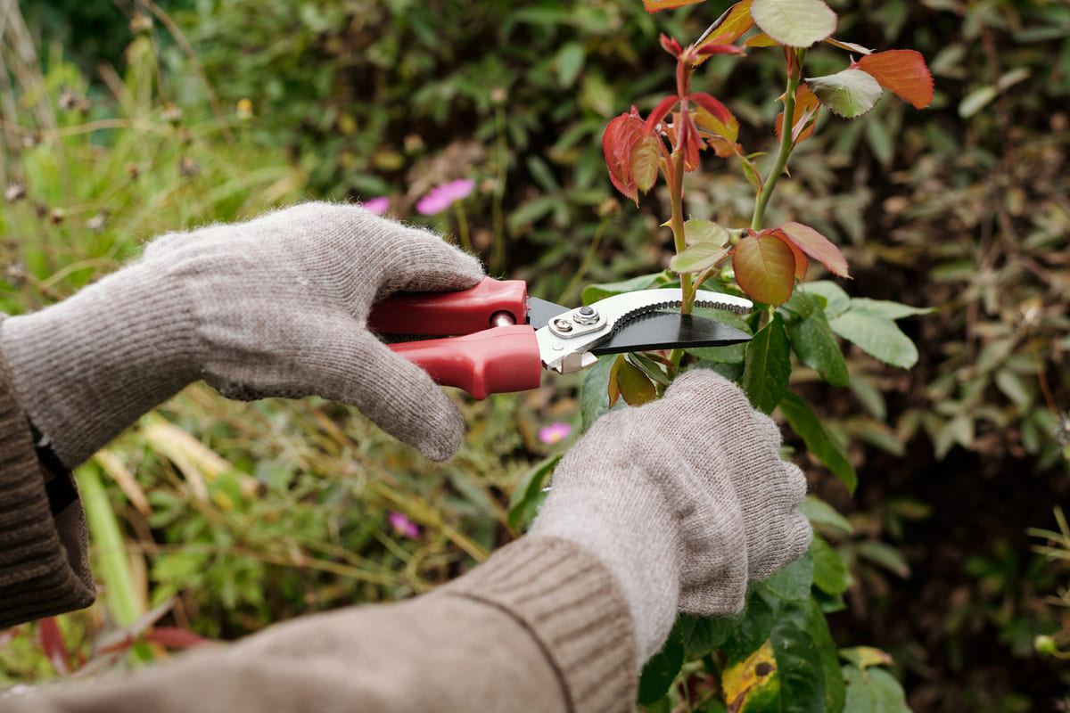 jardinero podando un arbusto haciendo jardinería profesional